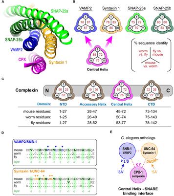 Evolutionary Divergence of the C-terminal Domain of Complexin Accounts for Functional Disparities between Vertebrate and Invertebrate Complexins